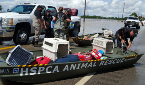 Phillips Pet Food and Supplies Comes Together with the Pet Industry in Hurricane Harvey Relief Efforts