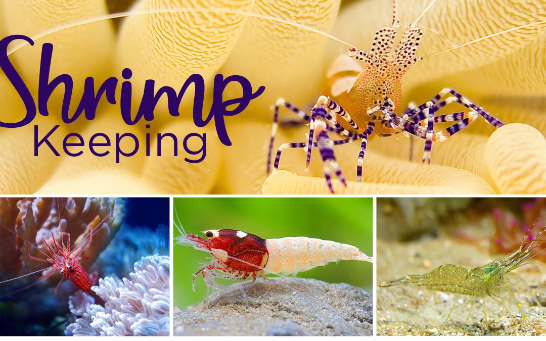 Get on Board with Freshwater Shrimp